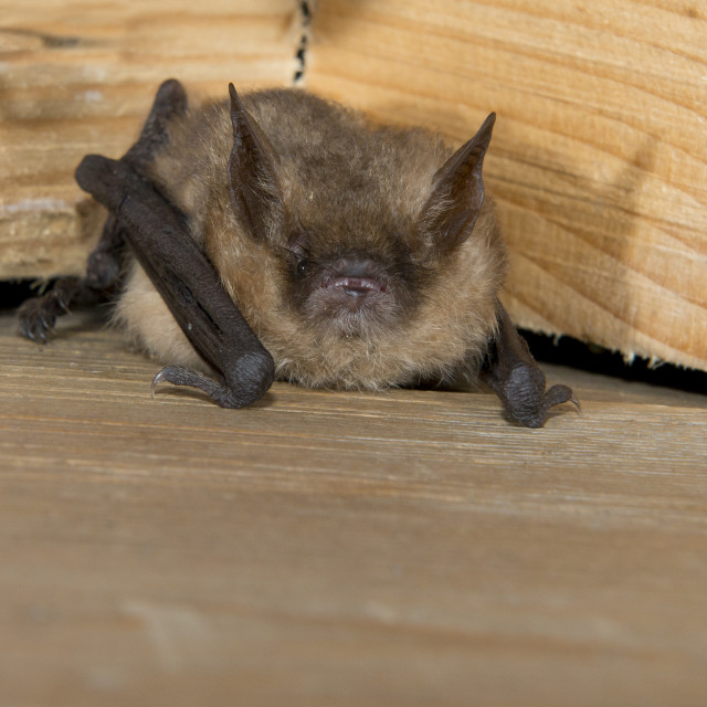 "Ingkorven vleermuis, Geoffroy's bat, Myotis emarginatus." stock image