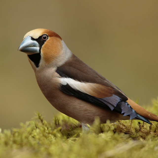 "Appelvink, Hawfinch, Coccothraustes coccothraustes" stock image