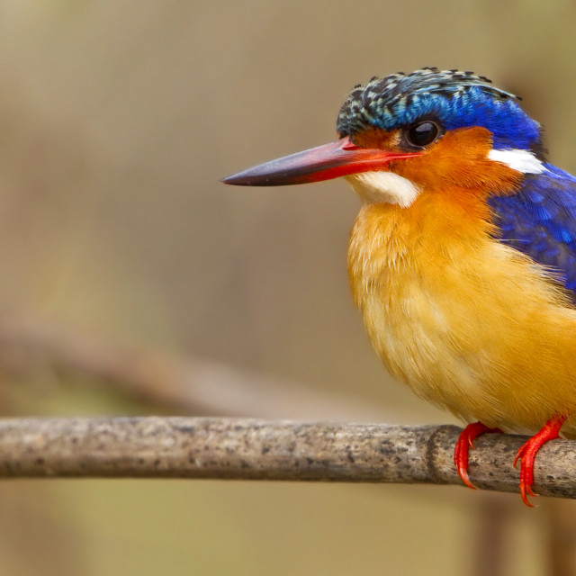 Malagasy Kingfisher