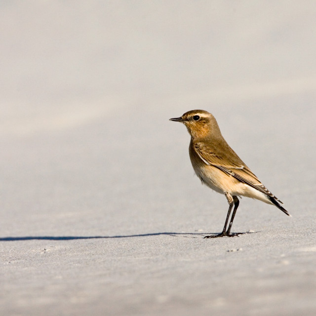 "Tapuit; Northern Wheatear; Oenanthe oenanthe" stock image