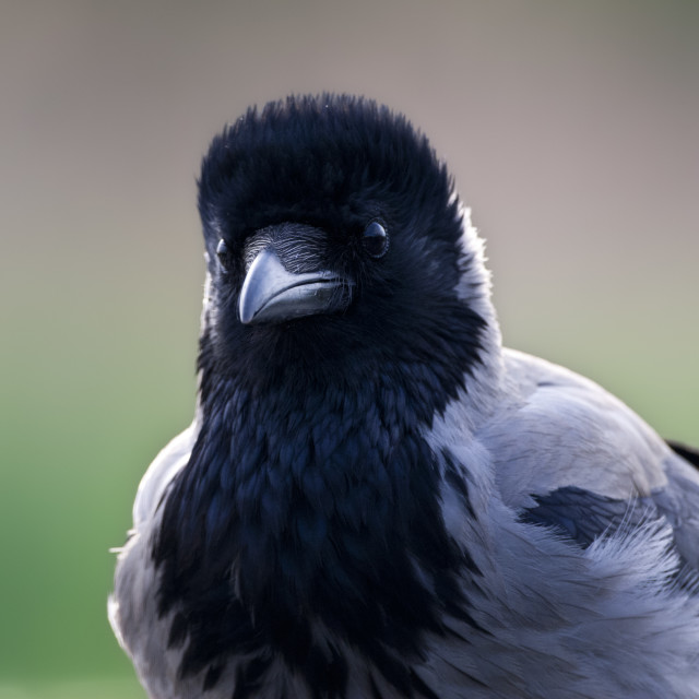 "Bonte Kraai, Hooded Crow, Corvus cornix" stock image