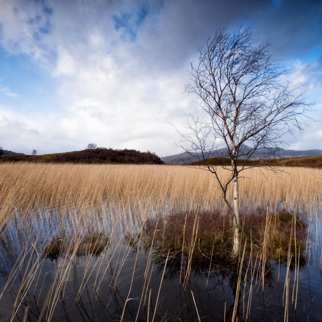 "Lone Birch Tree" by Jeff Carter - $6.17 "Lone Birch Tree" stock image