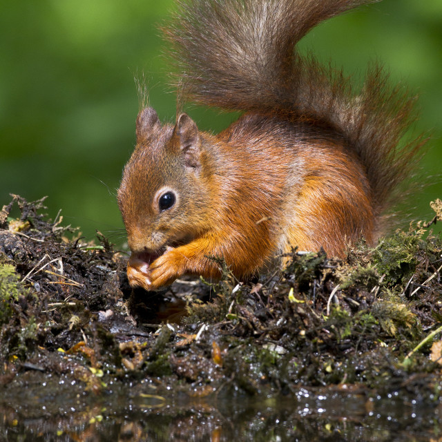 "Eekhoorn, Red Squirrel, Sciurus vulgaris" stock image