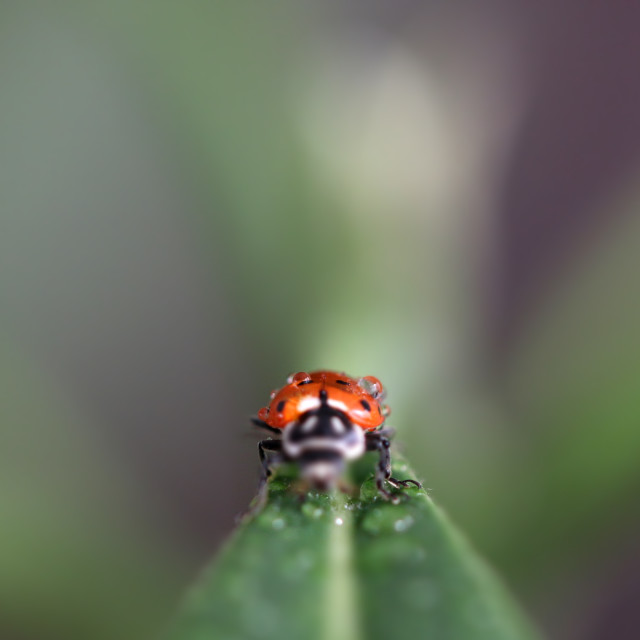 "Ladybug" stock image