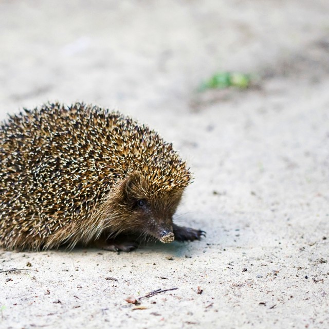 "Hedgehog in the wild" stock image