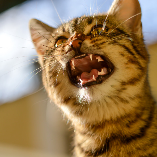 "Angry little kitten" stock image