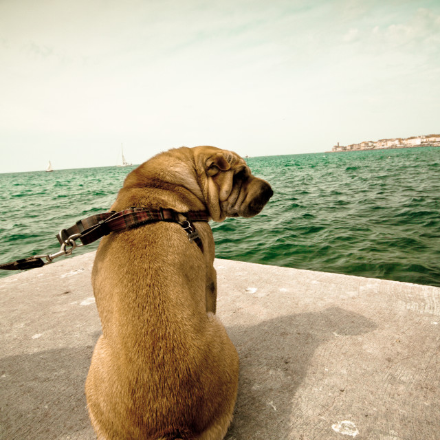 "Sharpei dog on beach" stock image