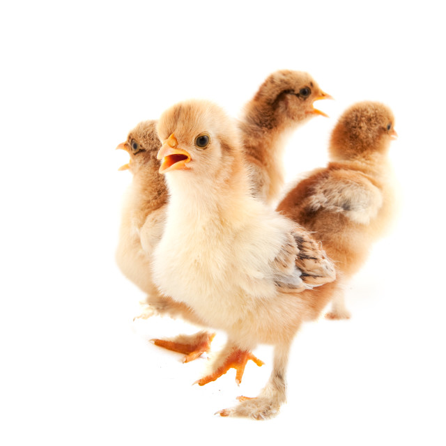"Little chicks" stock image