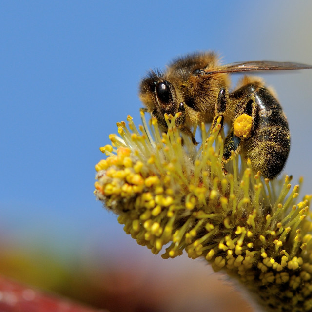 "Bee at work" stock image