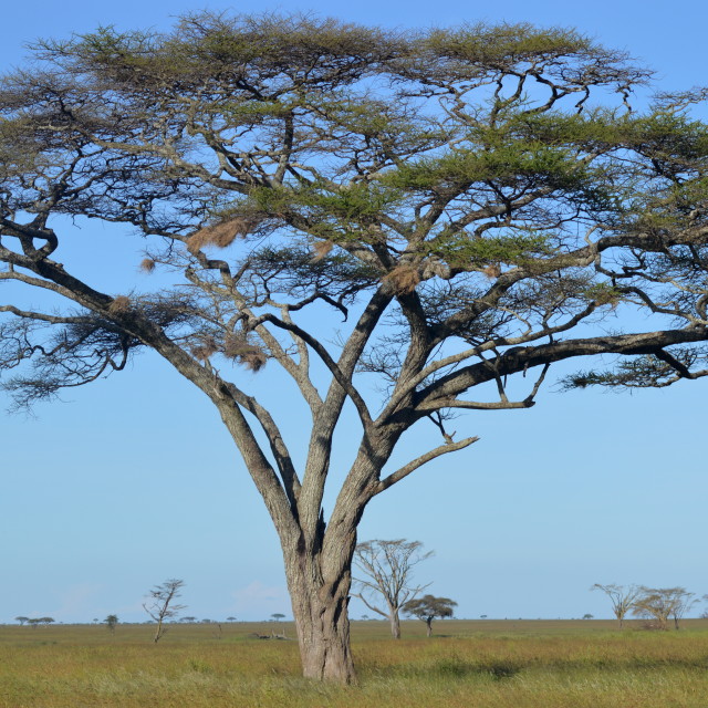 "Acacia tree" stock image