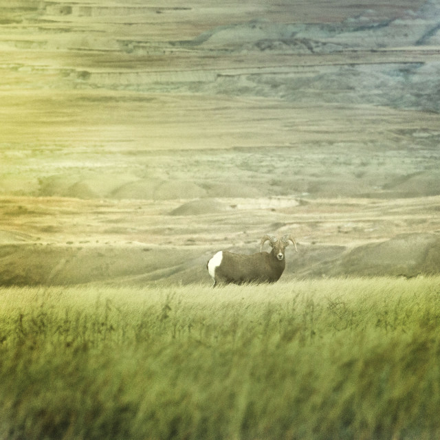 "The Good in Badlands" stock image