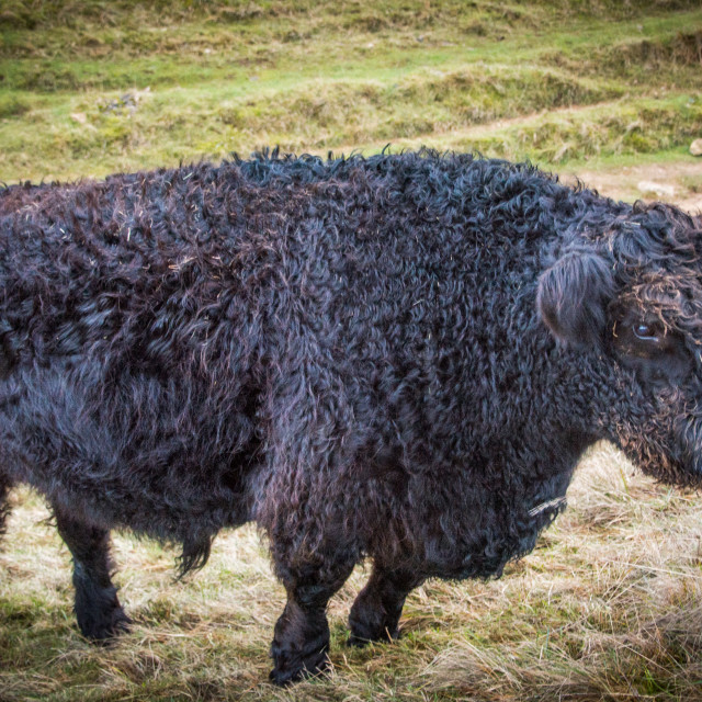 "The Bullock" stock image