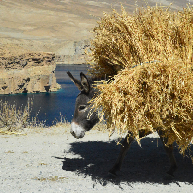 "Beast of Burden" by Keith MacIntosh FRGS - $12.28 "Beast of Burden" stock image
