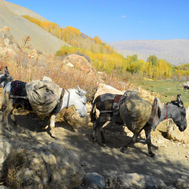 "Going to Market" stock image