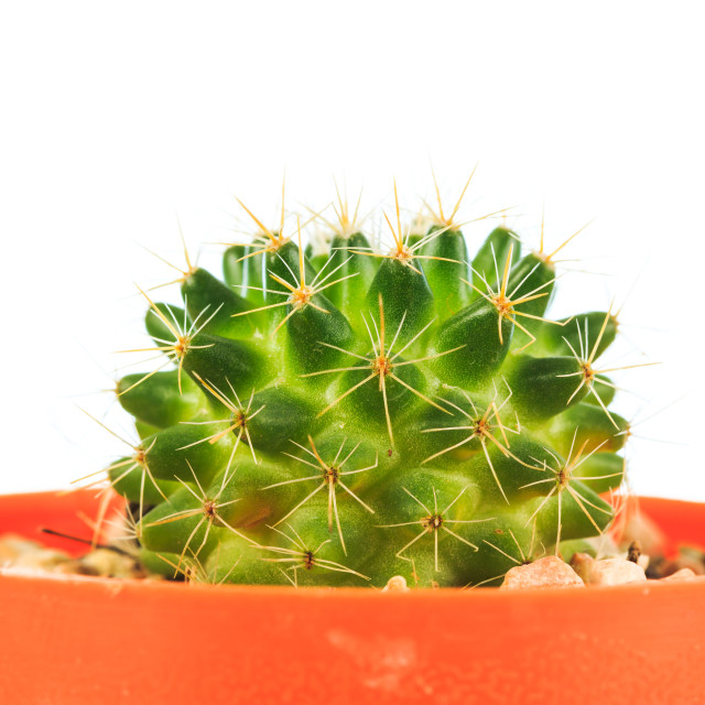 "Green cactus isolated on whtite" stock image