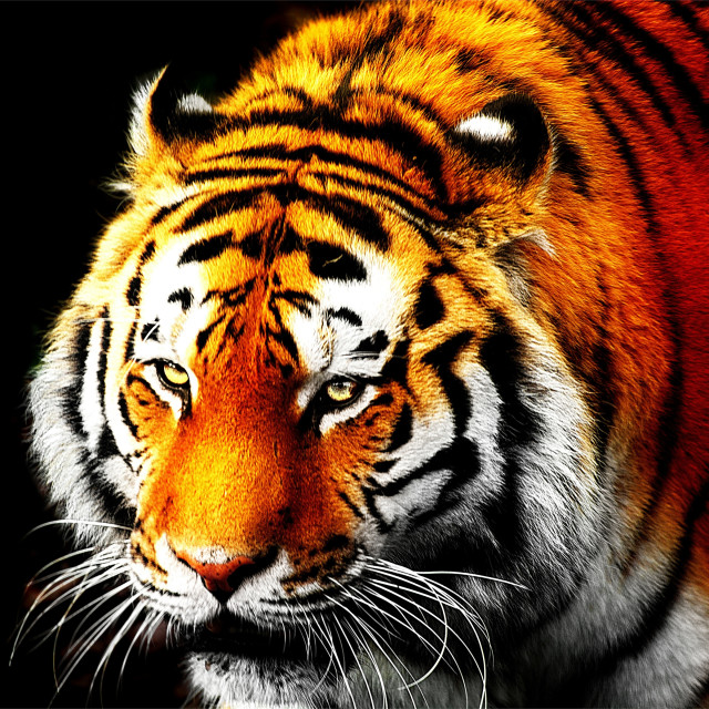 "tiger" stock image