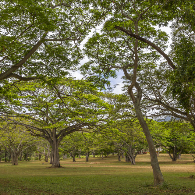 "Field of trees" stock image