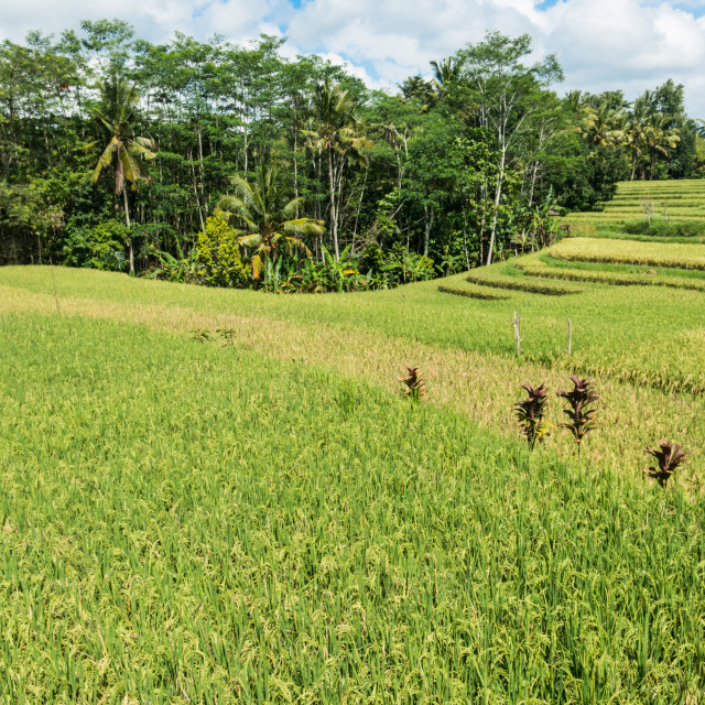 "Rice cultivation on Bali, Indonesia" stock image