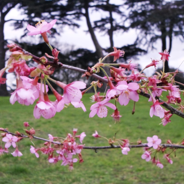 "Early cherry blossoms - Spring 2016" stock image