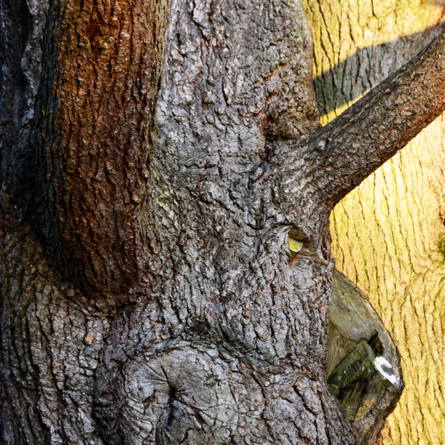 "Tree monster" stock image