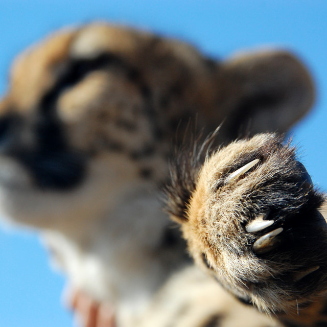 "Claws" stock image