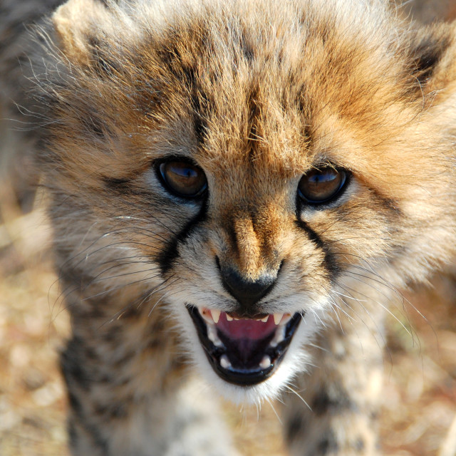 "Ferocity" stock image