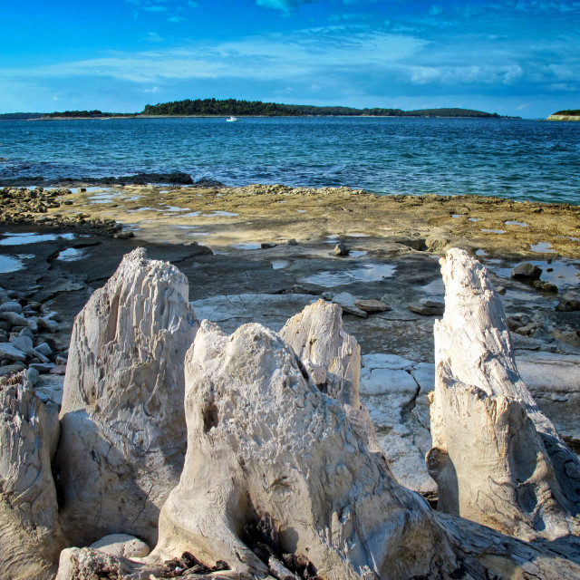 "Petrified tree by the sea" stock image