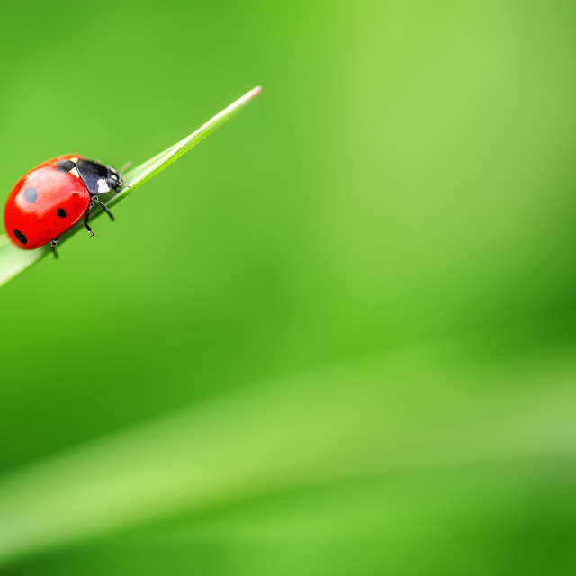 "Ladybug on leaf and green background" stock image