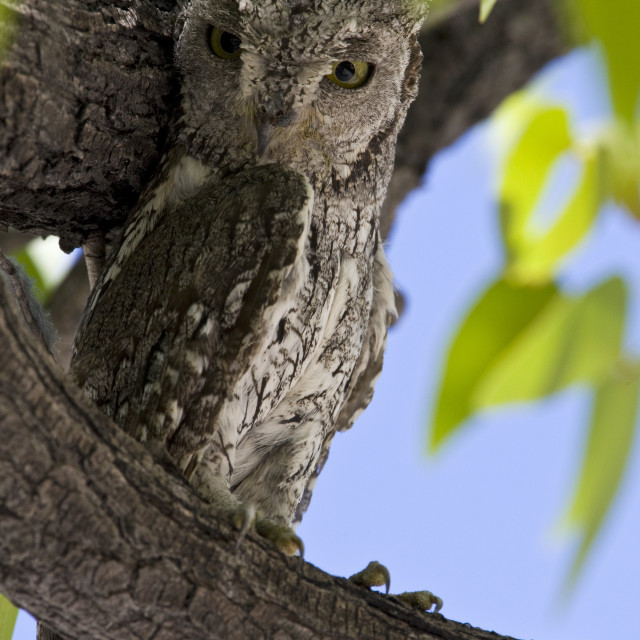 "Afrikaanse Dwergooruil, African Scops-Owl, Otus senegalensis" stock image