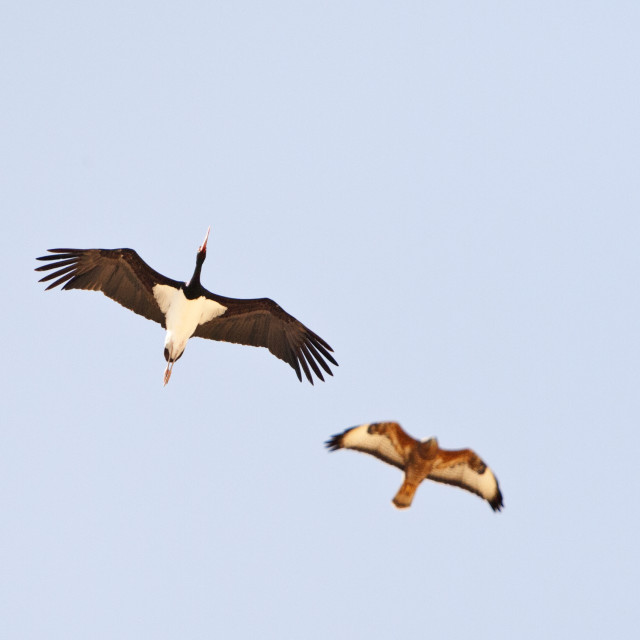 "Zwarte Ooievaar, Black Stork, Ciconia nigra" stock image