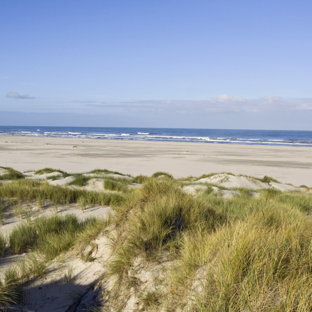 "duinvorming Vlieland, new dunes Vlieland, Netherlands" stock image