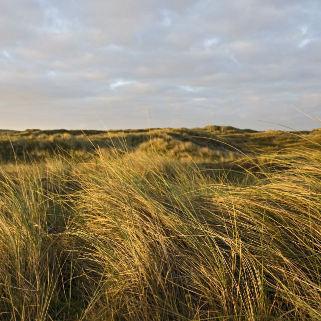 "Duinen Vlieland, Nederland; Dunes Vlieland, Netherlands" stock image