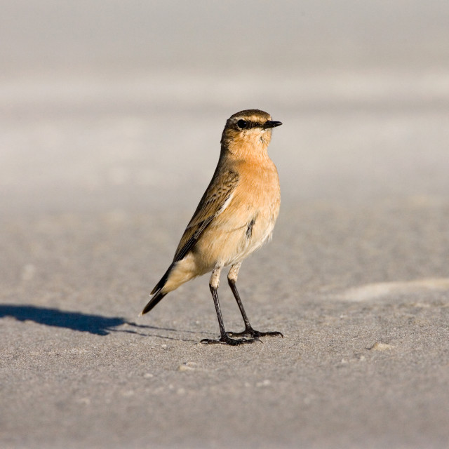 "Tapuit, Northern Wheatear, Oenanthe oenanthe" stock image