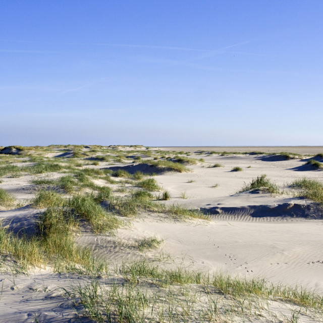 "Duinvorming Vliehors Vlieland, Dune growth" stock image