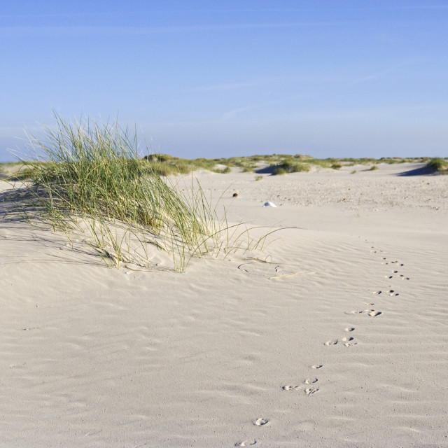 "Duinvorming Vliehors Vlieland, Dune growth" stock image