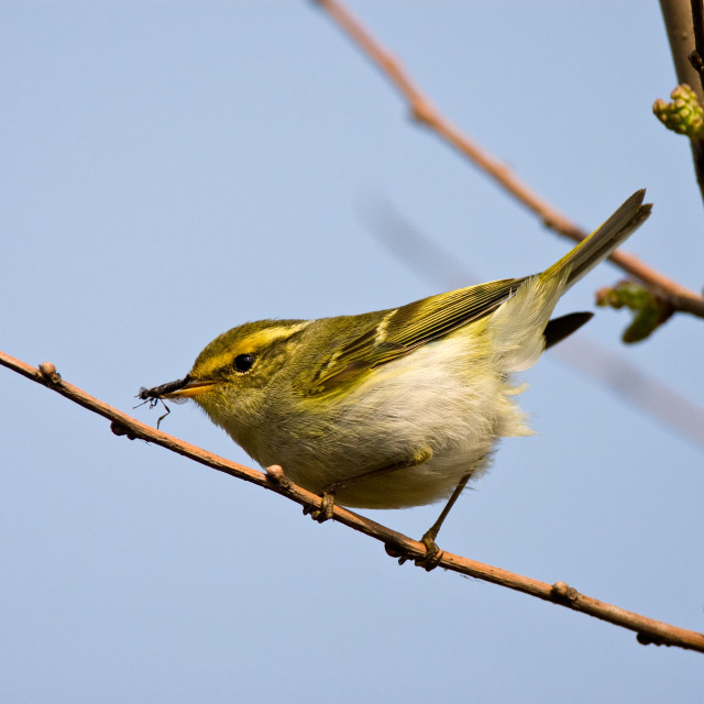 "Bladkoning, Yellow-browed Warbler, Phylloscopus inornatus" stock image
