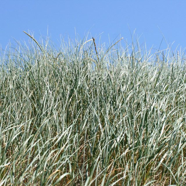 "dune grass" stock image