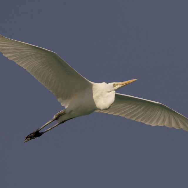 "Grote Zilverreiger; Great Egret; Ardea alba" stock image