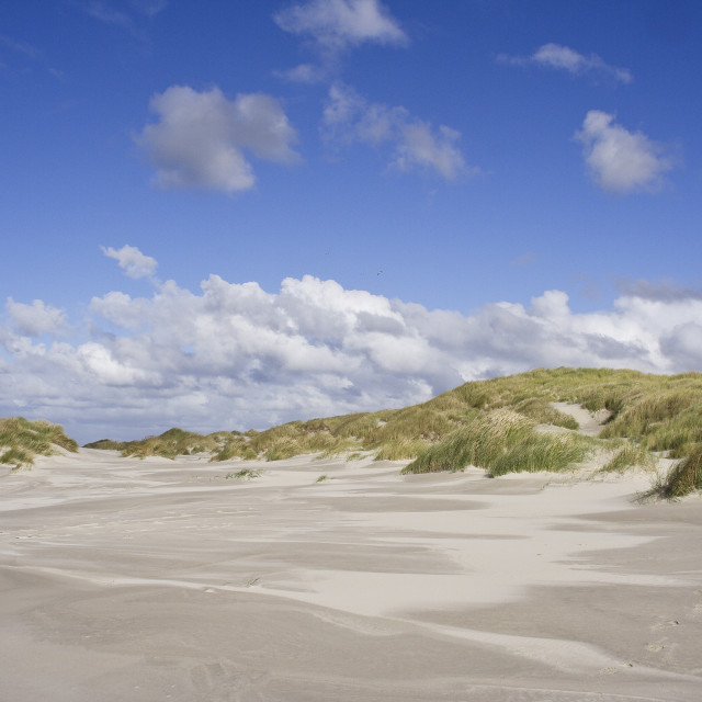 "Duinen, Dunes" stock image