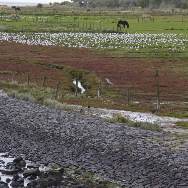 "Vlieland" stock image