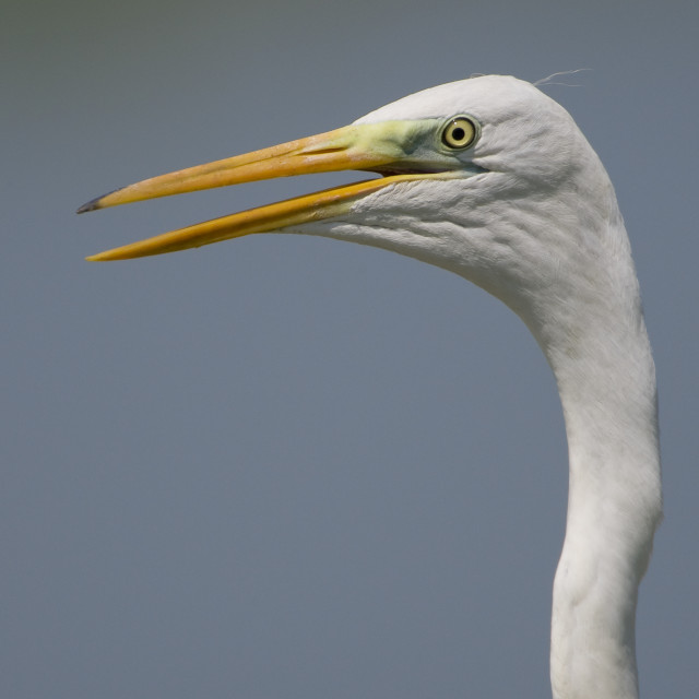 "Grote Zilverreiger, Great Egret, Casmerodius albus" stock image