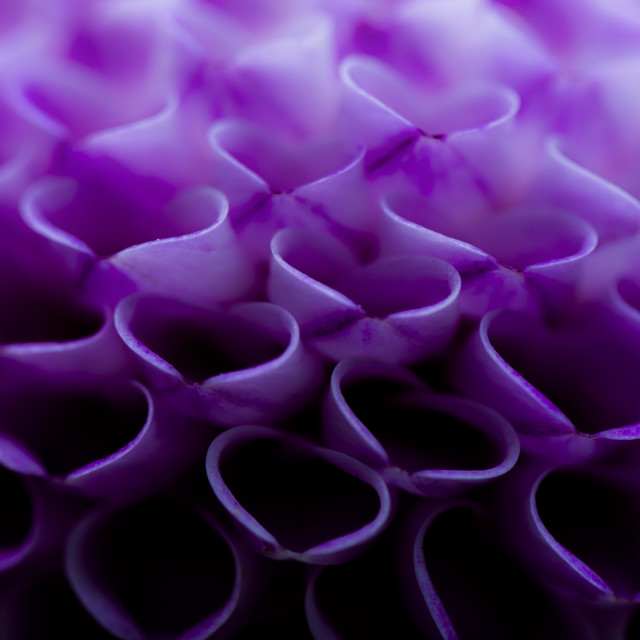 "Amazing Dahlia Petals up Close" stock image