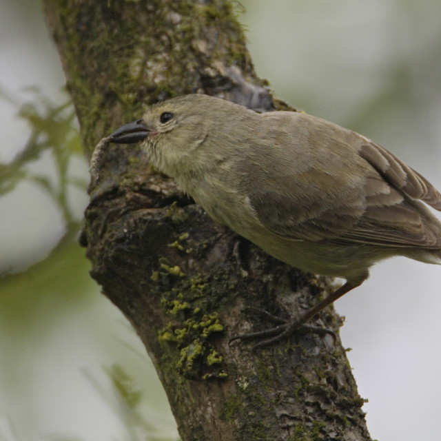 Spechtvink, Woodpecker Finch, Camarhynchus pallidus - License ...