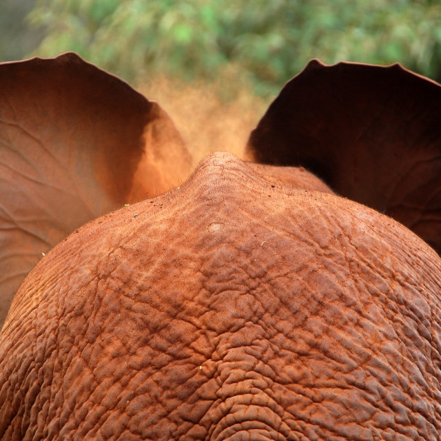 "Ears" stock image