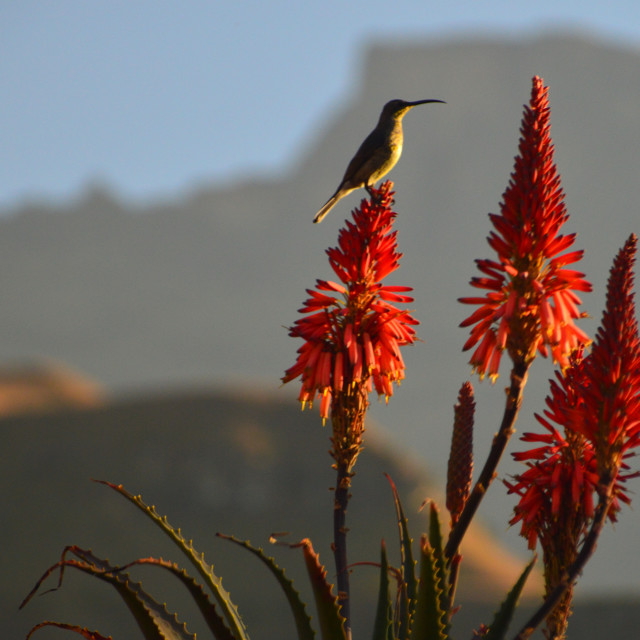 "Sunbird" by Keith MacIntosh FRGS - $12.28 "Sunbird" stock image