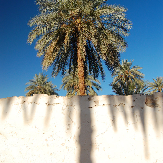 "Two Trees" by Keith MacIntosh FRGS - $12.22 "Two Trees" stock image