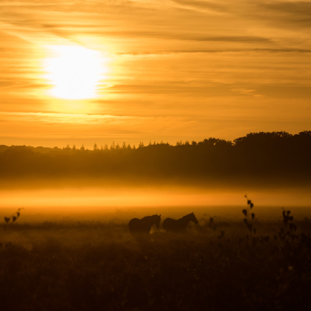 "Sunrise & Horse Silhouettes" stock image