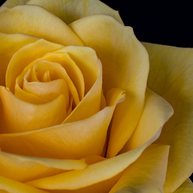 "Yellow Rose" stock image