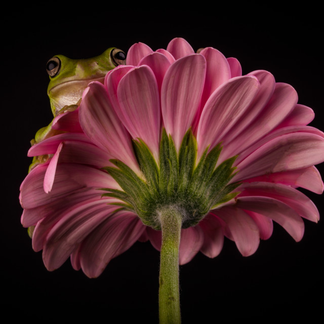 "Whites Tree Frog on a Gerbera" stock image