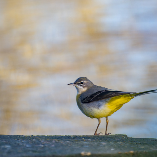 "Grey Wagtail" stock image